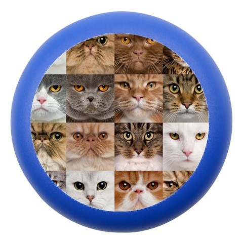 Breeds Of Cats Collage Dento Box with Mirror from ArtsNow.com Front