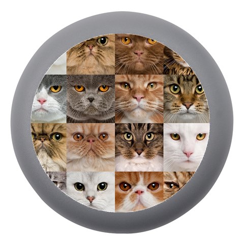 Breeds Of Cats Collage Dento Box with Mirror from ArtsNow.com Front