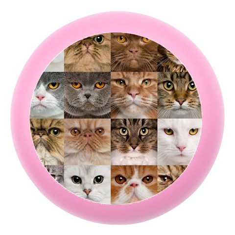 Breeds Of Cats Collage Dento Box with Mirror from ArtsNow.com Front