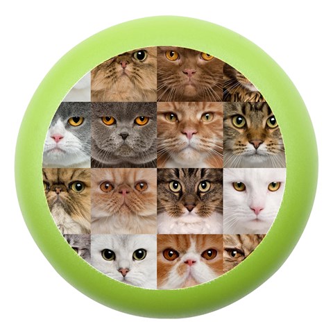 Breeds Of Cats Collage Dento Box with Mirror from ArtsNow.com Front