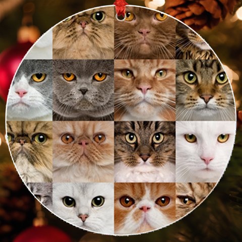 Breeds Of Cats Collage UV Print Acrylic Ornament Round from ArtsNow.com Front