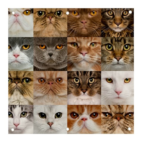 Breeds Of Cats Collage Banner and Sign 3  x 3  from ArtsNow.com Front