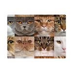 Breeds Of Cats Collage Premium Plush Fleece Blanket (Mini)