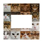 Breeds Of Cats Collage White Box Photo Frame 4  x 6 