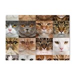 Breeds Of Cats Collage Crystal Sticker (A4)