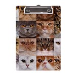 Breeds Of Cats Collage A5 Acrylic Clipboard