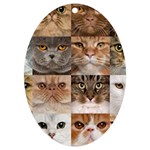 Breeds Of Cats Collage UV Print Acrylic Ornament Oval