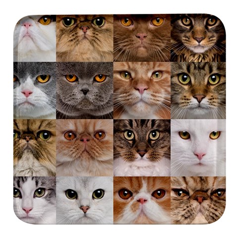 Breeds Of Cats Collage Square Glass Fridge Magnet (4 pack) from ArtsNow.com Front