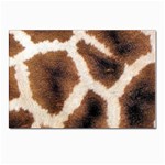 Giraffe Skin Texture Postcard 4 x 6  (Pkg of 10)