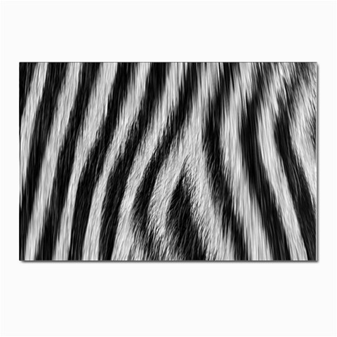 Zebra Texture, Zebra Wool, White Black Background Postcard 4 x 6  (Pkg of 10) from ArtsNow.com Front