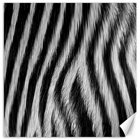 Zebra Texture, Zebra Wool, White Black Background Canvas 12  x 12  from ArtsNow.com 11.4 x11.56  Canvas - 1