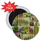 Garden Sanctuary Photo Collage Print 2.25  Magnets (10 pack) 