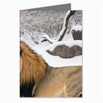 Img 1217 Greeting Cards (Pkg of 8)