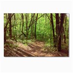 Peaceful Green Forest Walk Postcards 5  x 7  (Pkg of 10)