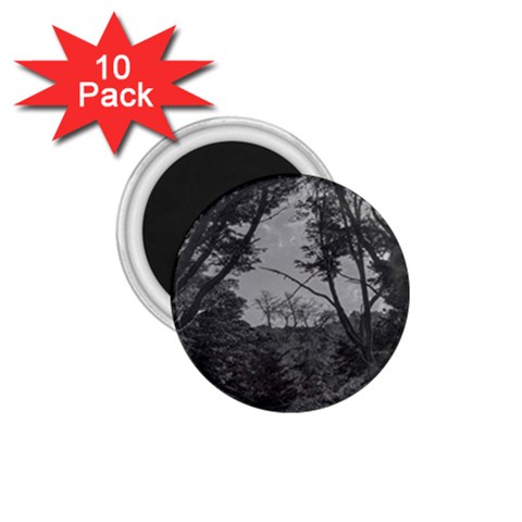 Patagonia Forest, Nahuel Huapi National Park, Rio Negro, Argentina 1.75  Magnets (10 pack)  from ArtsNow.com Front