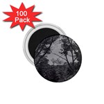 Patagonia Forest, Nahuel Huapi National Park, Rio Negro, Argentina 1.75  Magnets (100 pack) 