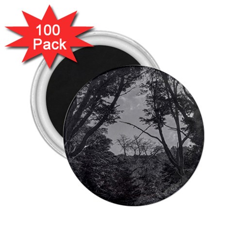 Patagonia Forest, Nahuel Huapi National Park, Rio Negro, Argentina 2.25  Magnets (100 pack)  from ArtsNow.com Front