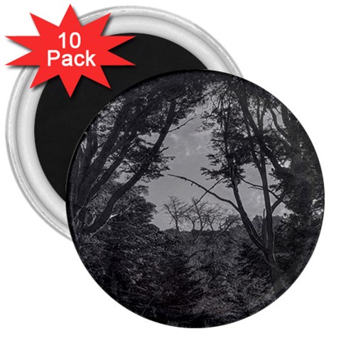 Patagonia Forest, Nahuel Huapi National Park, Rio Negro, Argentina 3  Magnets (10 pack)  from ArtsNow.com Front