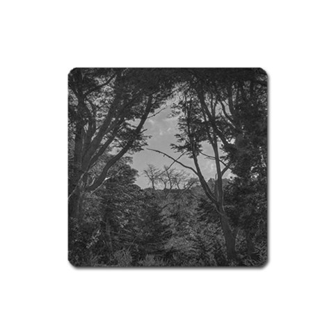 Patagonia Forest, Nahuel Huapi National Park, Rio Negro, Argentina Square Magnet from ArtsNow.com Front