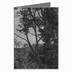 Patagonia Forest, Nahuel Huapi National Park, Rio Negro, Argentina Greeting Card