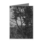 Patagonia Forest, Nahuel Huapi National Park, Rio Negro, Argentina Mini Greeting Card