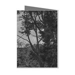 Patagonia Forest, Nahuel Huapi National Park, Rio Negro, Argentina Mini Greeting Cards (Pkg of 8)