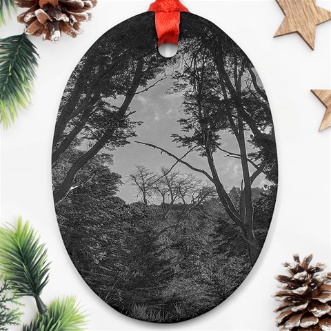 Patagonia Forest, Nahuel Huapi National Park, Rio Negro, Argentina Oval Ornament (Two Sides) from ArtsNow.com Front