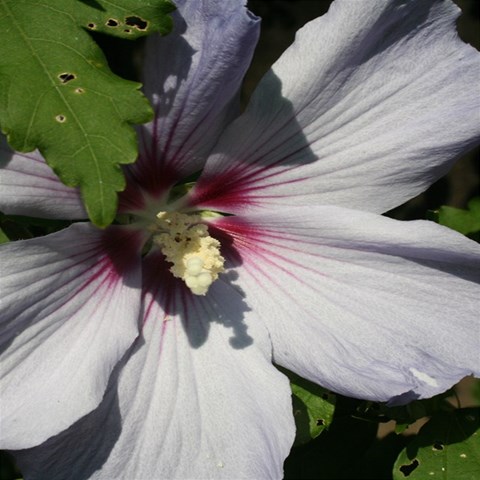 Purple Mallow Flower 6  x 8  Hardcover Notebook from ArtsNow.com Back Cover