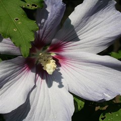 Purple Mallow Flower 6  x 8  Hardcover Notebook from ArtsNow.com Front Cover