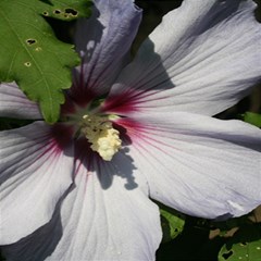 Purple Mallow Flower 5  x 7  Hardcover Notebook from ArtsNow.com Front Cover