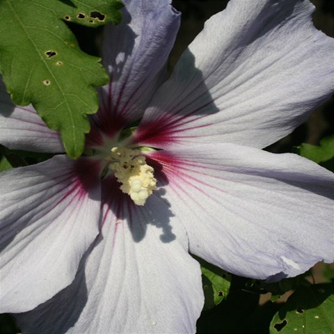 Purple Mallow Flower 7  x 9  Hardcover Notebook from ArtsNow.com Back Cover