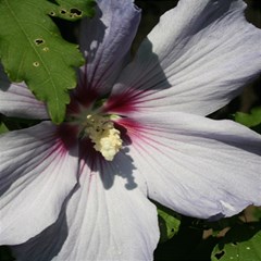 Purple Mallow Flower 7  x 9  Hardcover Notebook from ArtsNow.com Front Cover