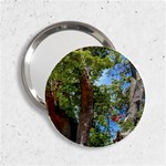 Patagonian Forest Trees Close-up, Rio Negro Province, Patagonia, Argentina 2.25  Handbag Mirrors