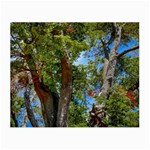 Patagonian Forest Trees Close-up, Rio Negro Province, Patagonia, Argentina Small Glasses Cloth