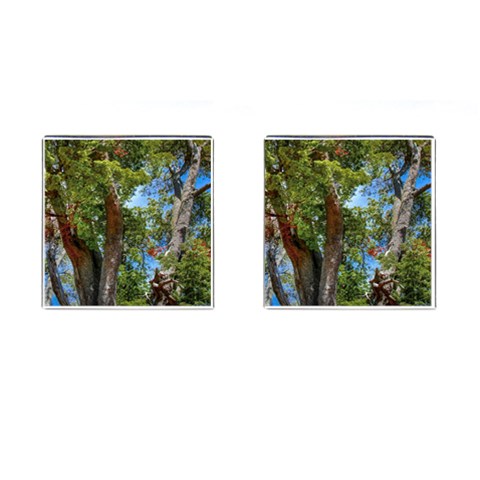 Patagonian Forest Trees Close Front(Pair)