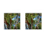 Patagonian Forest Trees Close-up, Rio Negro Province, Patagonia, Argentina Cufflinks (Square)