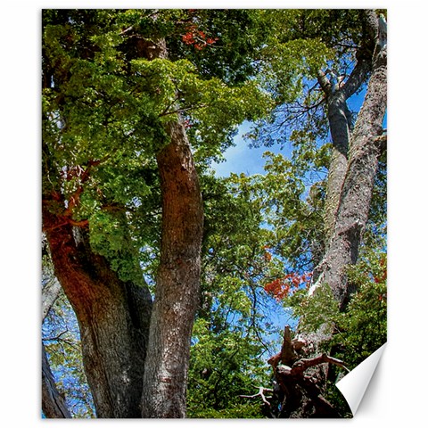 Patagonian Forest Trees Close 8.15 x9.66  Canvas - 1