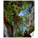 Patagonian Forest Trees Close-up, Rio Negro Province, Patagonia, Argentina Canvas 8  x 10 