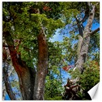 Patagonian Forest Trees Close-up, Rio Negro Province, Patagonia, Argentina Canvas 12  x 12 