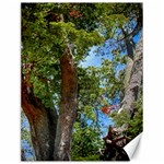 Patagonian Forest Trees Close-up, Rio Negro Province, Patagonia, Argentina Canvas 12  x 16 