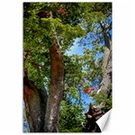 Patagonian Forest Trees Close-up, Rio Negro Province, Patagonia, Argentina Canvas 12  x 18 