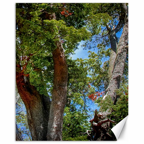 Patagonian Forest Trees Close 15.75 x19.29  Canvas - 1