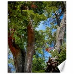 Patagonian Forest Trees Close-up, Rio Negro Province, Patagonia, Argentina Canvas 16  x 20 