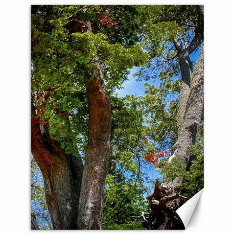 Patagonian Forest Trees Close 17.8 x23.08  Canvas - 1