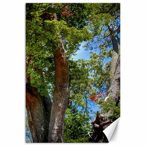 Patagonian Forest Trees Close 19.62 x28.9  Canvas - 1