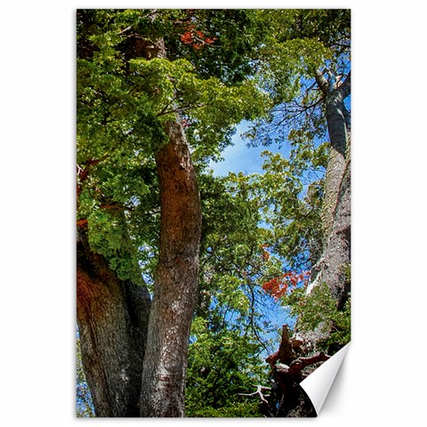 Patagonian Forest Trees Close 23.35 x34.74  Canvas - 1