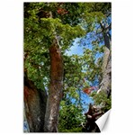 Patagonian Forest Trees Close-up, Rio Negro Province, Patagonia, Argentina Canvas 24  x 36 