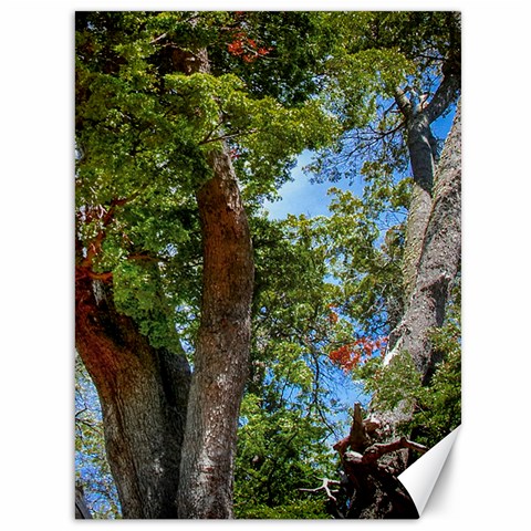 Patagonian Forest Trees Close 35.26 x46.15  Canvas - 1