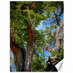 Patagonian Forest Trees Close-up, Rio Negro Province, Patagonia, Argentina Canvas 36  x 48 