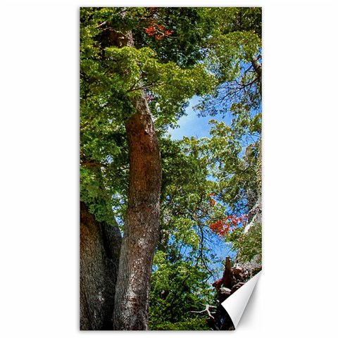 Patagonian Forest Trees Close 39.28 x69.23  Canvas - 1